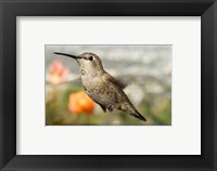 Framed Anna's Hummingbird Hen