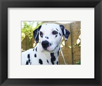 Framed Dalmatian Portrait