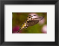 Framed Fem Anna's Hummingbird