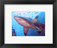 Framed Grey Nurse Shark at Fish Rock Cave