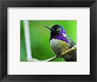 Framed Hummingbird I