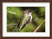 Framed Hummingbird II