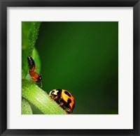 Framed Ladybug and Friend