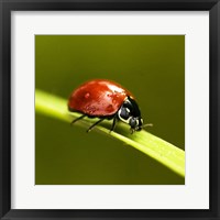 Framed Ladybug On Blade Of Grass