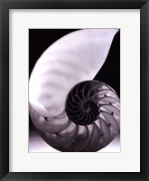 Framed Shell I