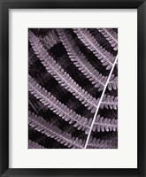 Framed Fern I