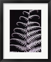 Framed Fern II