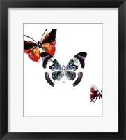 Butterflies Dance III Framed Print