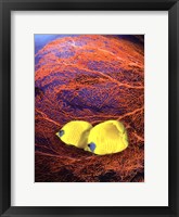 Framed Jeweled Fish II