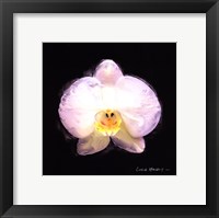 Vibrant Flower IV Framed Print