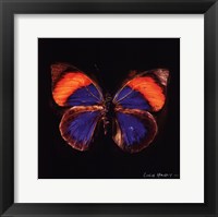 Framed Techno Butterfly III