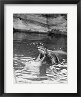 Framed Hippopotamus (Hippopotamus amphibius) in water