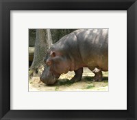 Framed Face Hippopotamus Amphibius Mexico