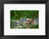 Framed Hippopotamus Surfacing