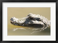 Framed Caiman Displaying Fourth Tooth