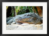 Framed Loro Parque Alligator