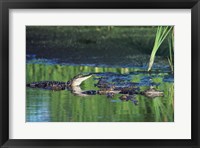 Framed Group of American Alligators in water