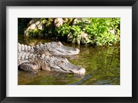 Framed American alligators in a pond, Florida, USA