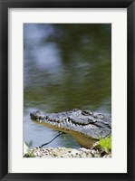 Framed Close-up of an American Crocodile In Water