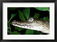 Framed Close-up of an American Crocodile