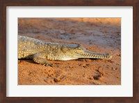 Framed High angle view of an Australian Freshwater Crocodile