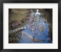 Framed High angle view of crocodiles in a pool of water