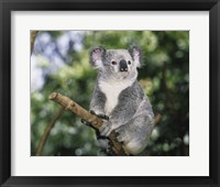 Framed Koala on a tree branch, Lone Pine Sanctuary, Brisbane, Australia (Phascolarctos cinereus)