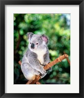 Framed Koala on a tree branch, Lone Pine Sanctuary, Brisbane, Australia (Phascolarctos cinereus)