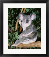 Framed Koala sitting on a tree branch, Lone Pine Sanctuary, Brisbane, Australia (Phascolarctos cinereus)