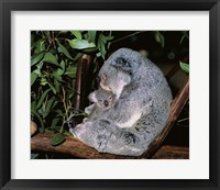 Framed Koala hugging its young, Lone Pine Sanctuary, Brisbane, Australia (Phascolarctos cinereus)