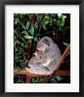 Framed Koala hugging its young, Lone Pine Sanctuary, Brisbane, Australia (Phascolarctos cinereus)