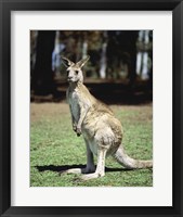 Framed Kangaroo in a field, Lone Pine Sanctuary, Brisbane, Australia