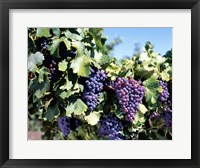 Framed Close-up of cabernet grapes, Nuriootpa, Barossa Valley, Adelaide, South Australia, Australia