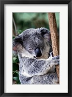 Framed Koala Bear Australia