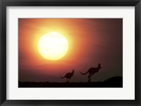 Framed Kangaroos Australia