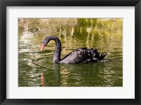 Framed Black swan (Cygnus atratus) swimming in a pond, Australia