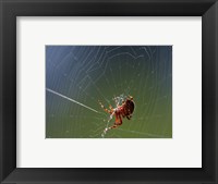 Framed Spider Spinning Its Web