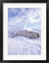 Framed Seal - laying