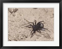 Framed High angle view of a Black Widow Spider