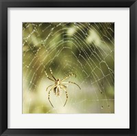 Framed Garden Spider