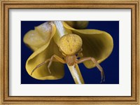 Framed Crab Spider