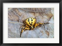 Framed Crab Spider