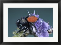 Framed Jumping Spider