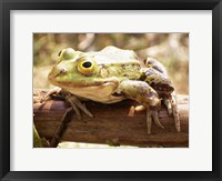 Framed Frog on Bough