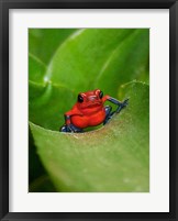 Framed Poster Frog