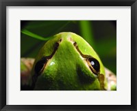 Framed Tree Frog