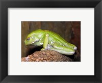 Framed Waxy Tree Frog