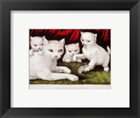 Framed Three Little White Kitties