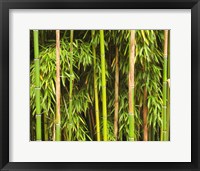 Framed Bamboo Richelieu