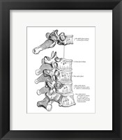 Framed Vertebrae Diagram